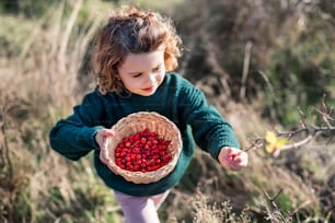 Vista superior da menina pequena em um passeio na natureza, coletando frutas de rosa mosqueta.