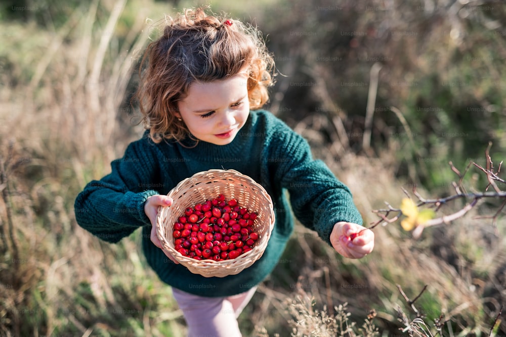 Top view of small girl on a walk in nature, collecting rosehip fruit.