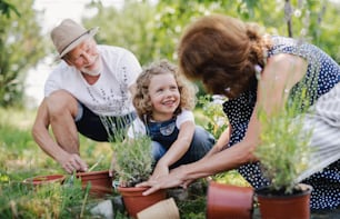 뒤뜰 정원에서 정원을 가꾸는 노인 조부모와 손녀. 남자, 여자, 그리고 작은 소녀가 일하고 있습니다.