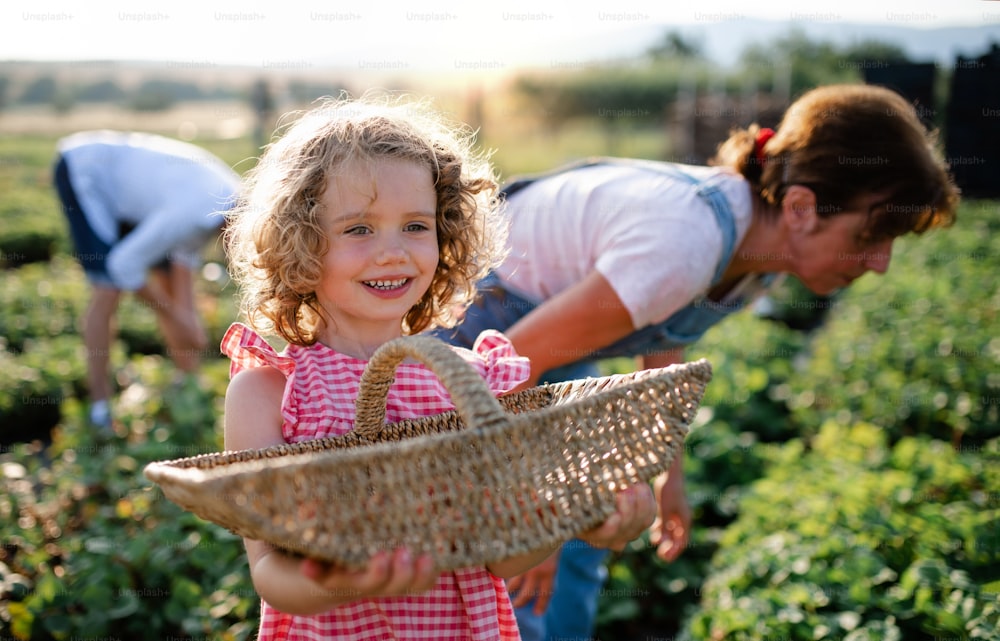 Ein kleines Mädchen mit Großmutter pflückt Erdbeeren auf dem Bauernhof.