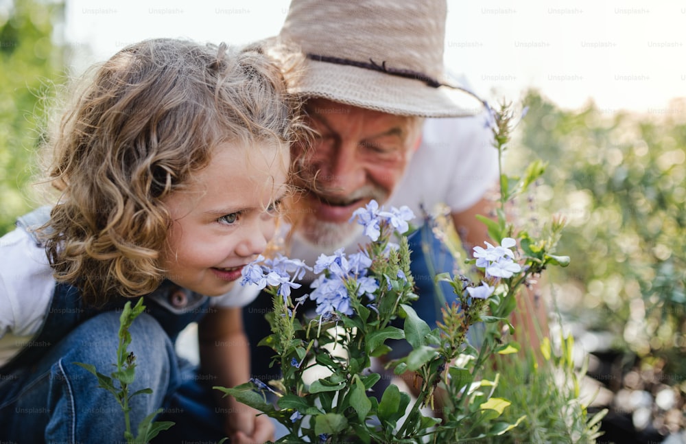 뒤뜰 정원에서 정원을 가꾸는 할아버지와 함께 행복한 어린 소녀.