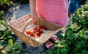 Mittelteil eines nicht wiederzuerkennenden kleinen Mädchens, das Erdbeeren auf dem Bauernhof pflückt.