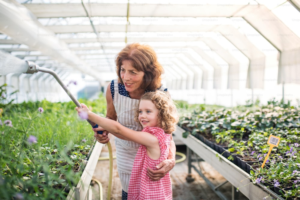 Front view of small girl with senior grandmother watering plants in the greenhouse.