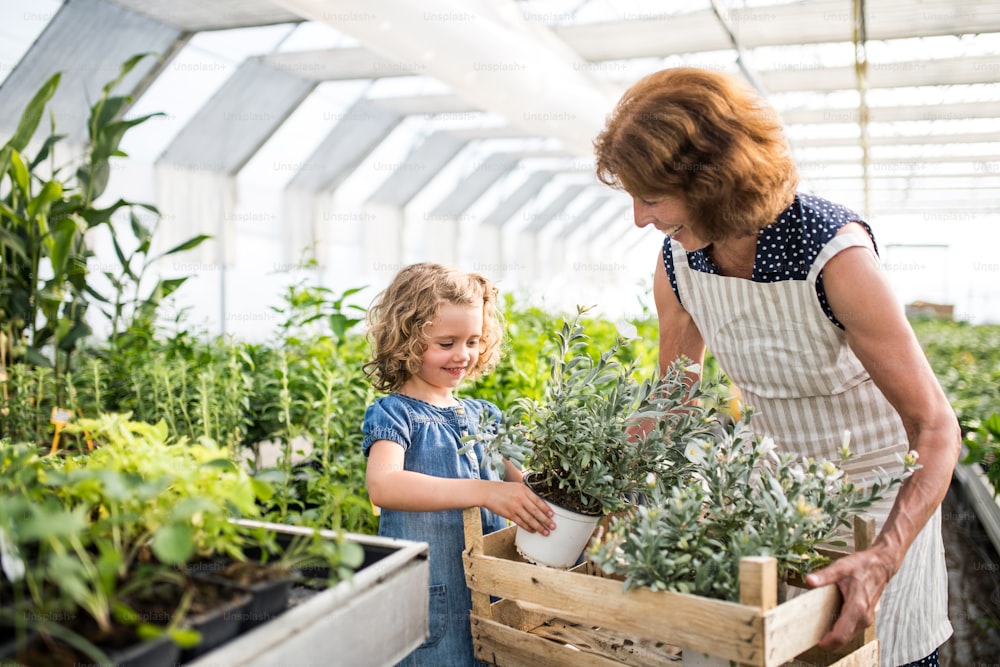 A happy small girl with senior grandmother gardening in the greenhouse, putting pots in box.