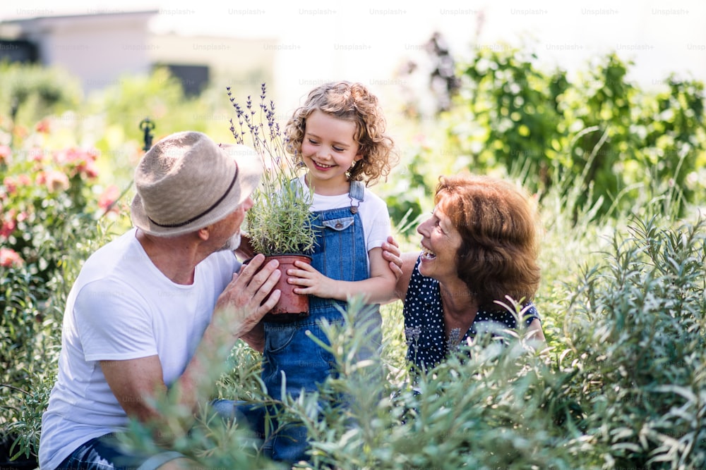 Senior grandparents and granddaughter gardening in the backyard garden. Man, woman and a small girl working.