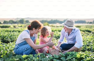 農場でイチゴを摘む年配の祖父母と孫娘。働く男、女、小さな女の子。