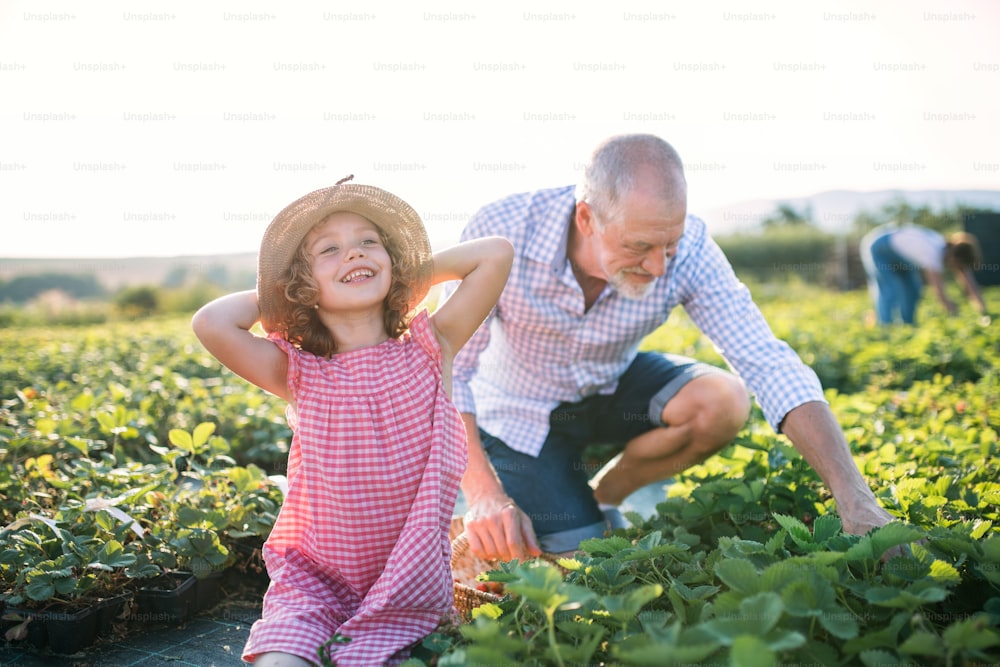 Una niña pequeña con el abuelo recogiendo fresas en la granja.