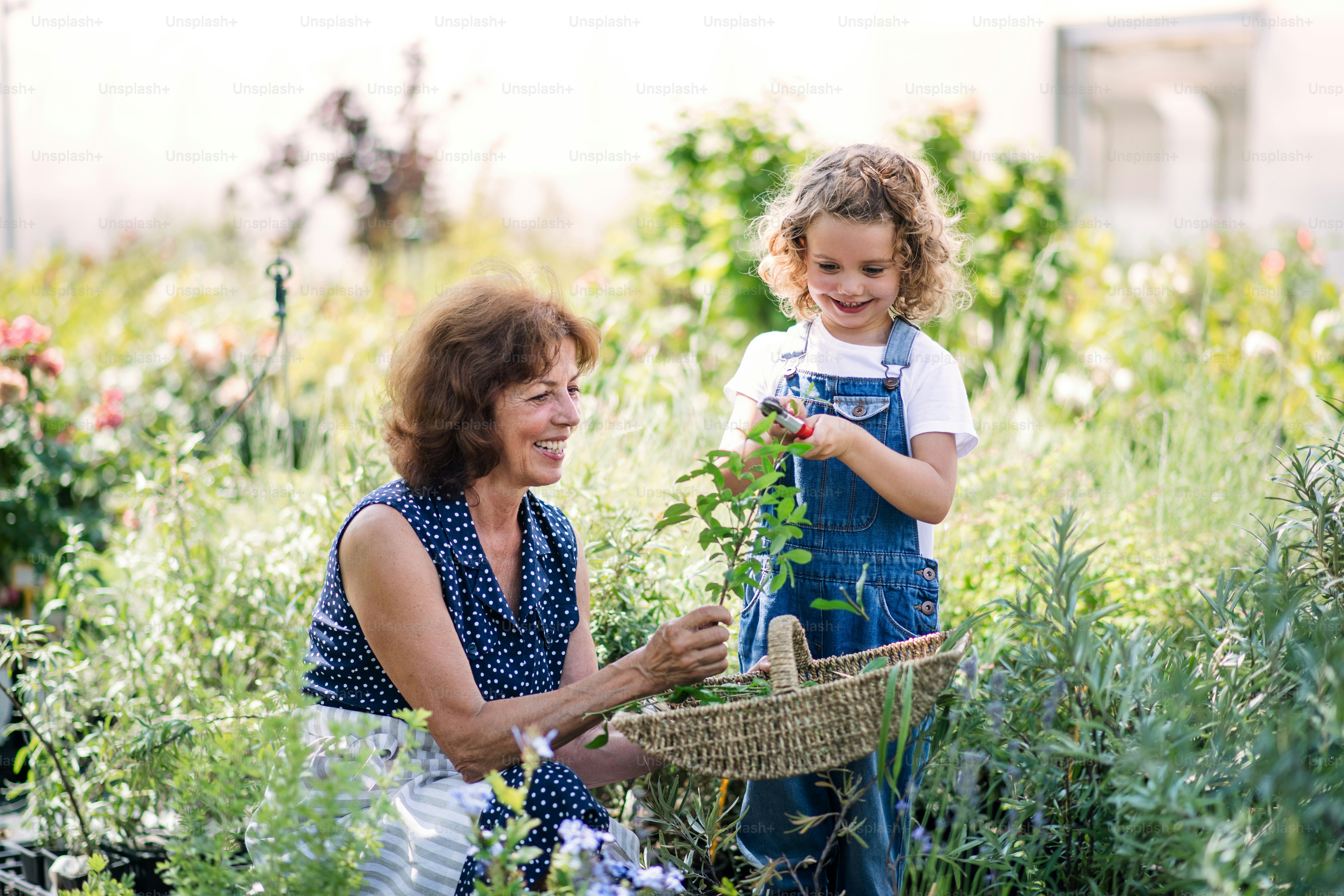 A small girl with senior grandmother gardening in the backyard garden.