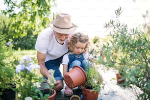 A small girl with senior grandfather in the backyard garden, gardening.