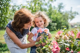 A small girl with senior grandmother gardening in the backyard garden.