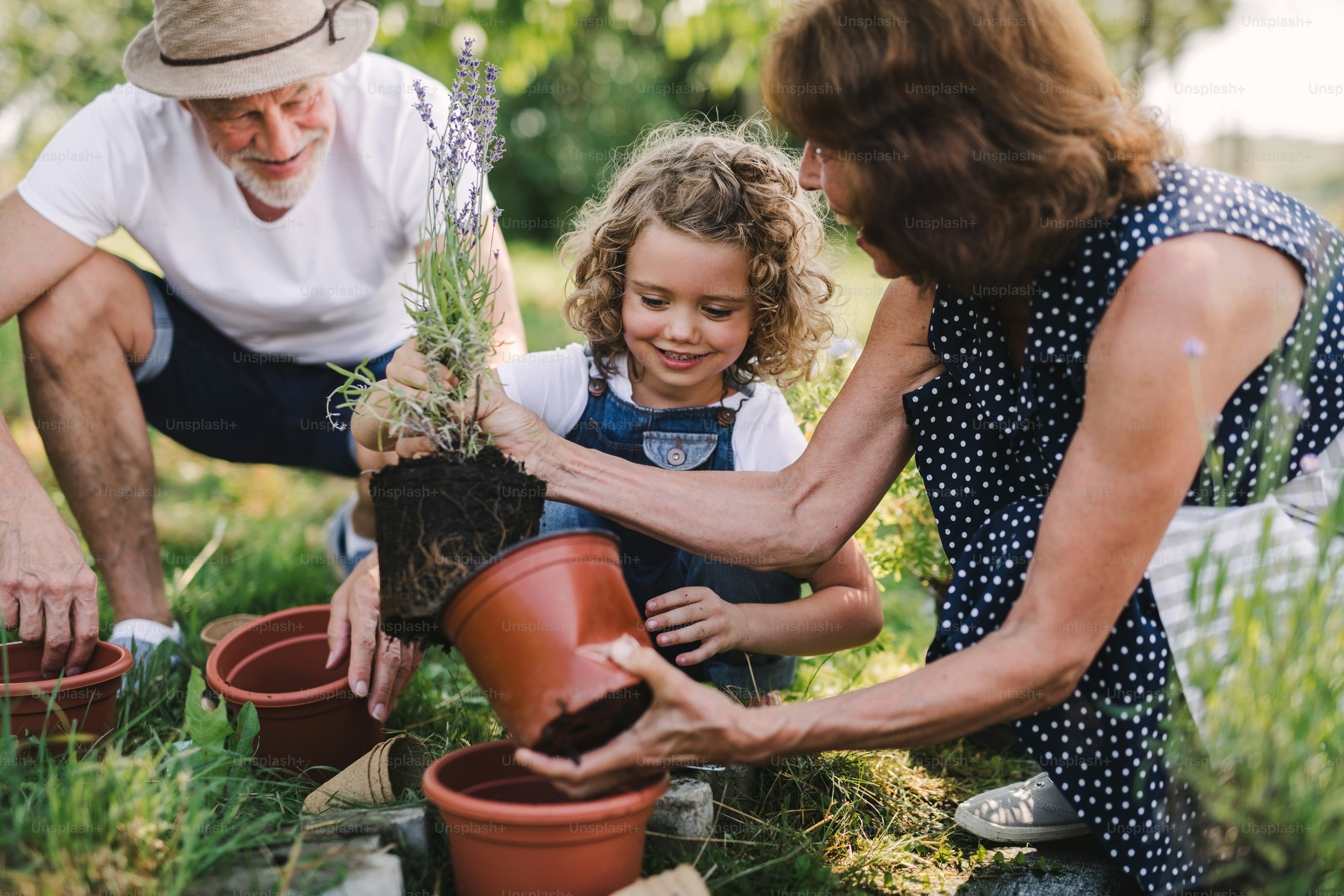 Senior grandparents and granddaughter gardening in the backyard garden. Man, woman and a small girl working