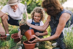 Abuelos mayores y nieta jardinería en el jardín del patio trasero. Hombre, mujer y una niña pequeña trabajando.