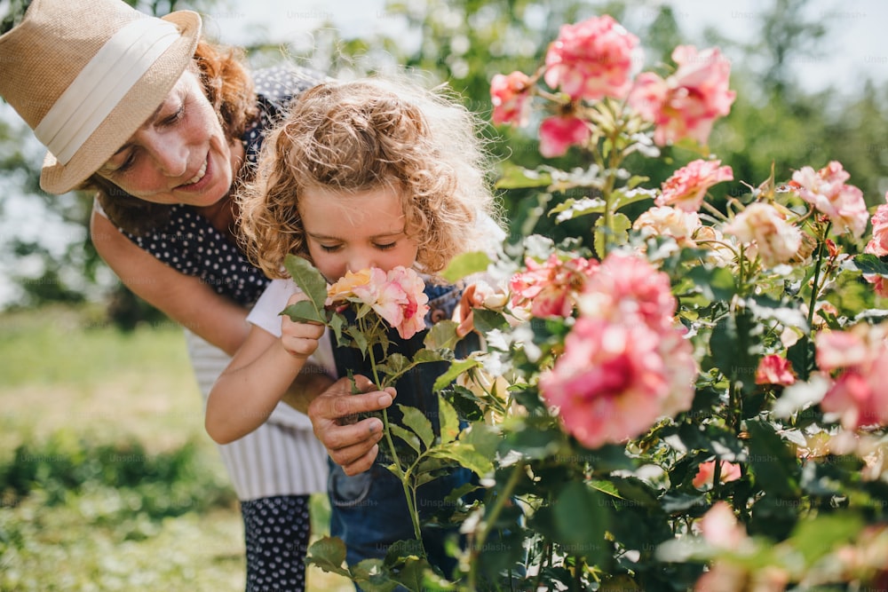 A small girl with senior grandmother smelling roses in the backyard garden.