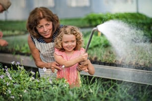 Front view of small girl with senior grandmother watering plants in the greenhouse.