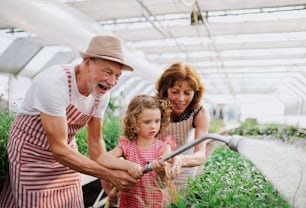 Niña pequeña con abuelos mayores jardinería en el invernadero, regando plantas.