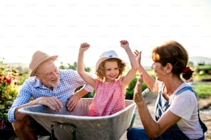 Senior grandparents pushing granddaughter in wheelbarrow when gardening in garden center.
