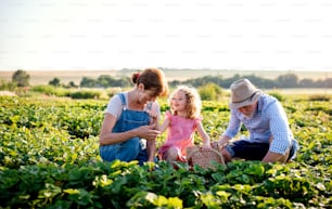 Ältere Großeltern und Enkelin pflücken Erdbeeren auf dem Bauernhof. Mann, Frau und ein kleines Mädchen bei der Arbeit.