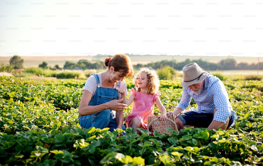 Ältere Großeltern und Enkelin pflücken Erdbeeren auf dem Bauernhof. Mann, Frau und ein kleines Mädchen bei der Arbeit.