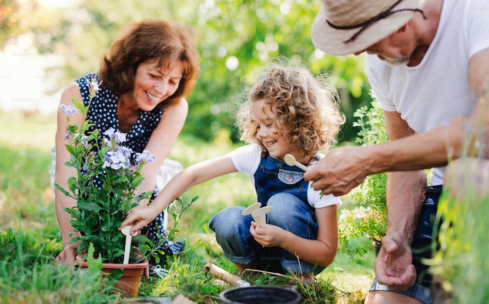 뒤뜰 정원에서 정원을 가꾸는 노인 조부모와 손녀. 남자, 여자, 그리고 작은 소녀가 일하고 있습니다.