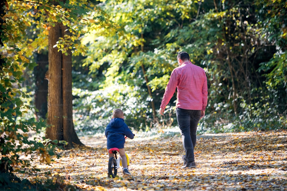 A rear view of father and small son with a balance bike on a walk in autumn forest.
