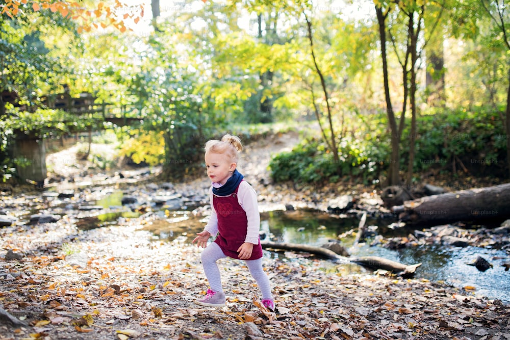 Front view portrait of a small toddler girl walking by stream in autumn forest,.