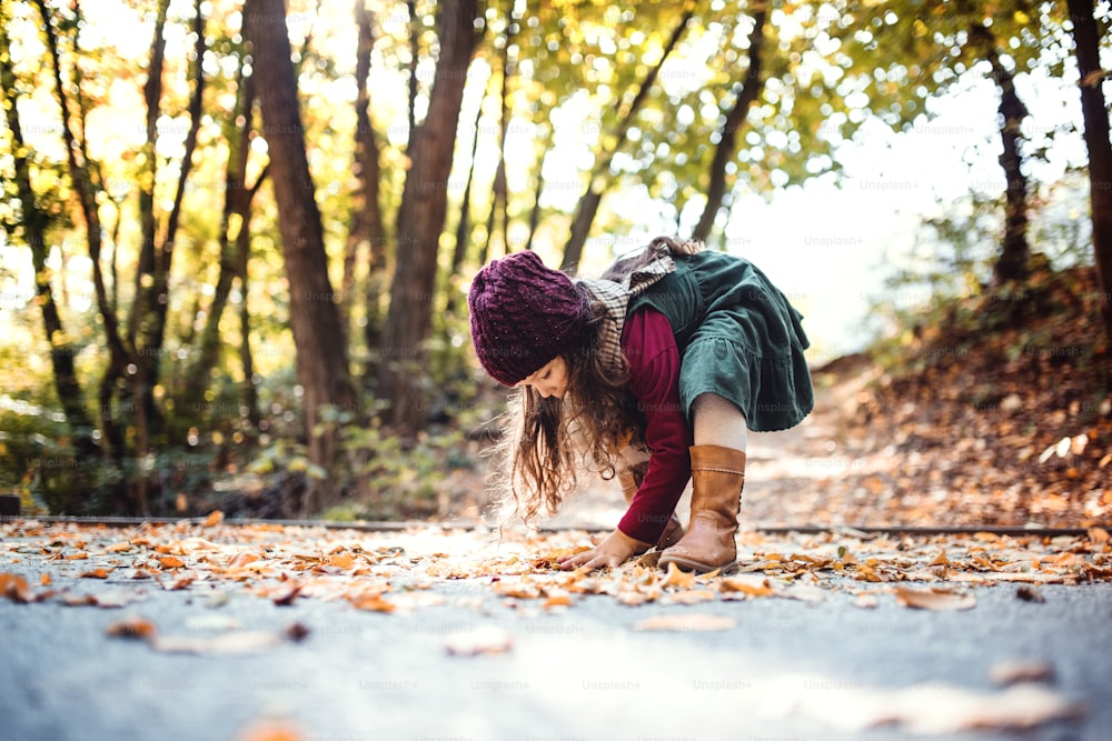 A side view of small toddler girl playing in forest in autumn nature.