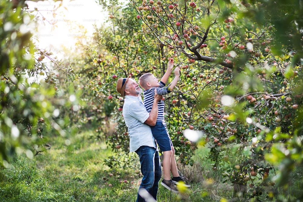 A senior man with small grandson picking apples in orchard in autumn.