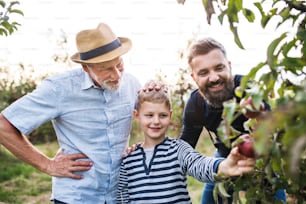 Ein kleiner Junge mit Vater und älterem Großvater pflückt im Herbst Äpfel im Obstgarten.