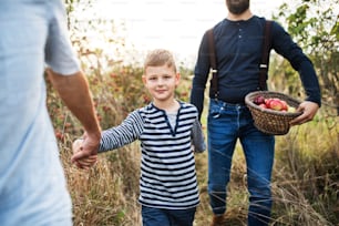 A small boy with unrecognizable father and senior grandfather walking in apple orchard in autumn, holding hands.