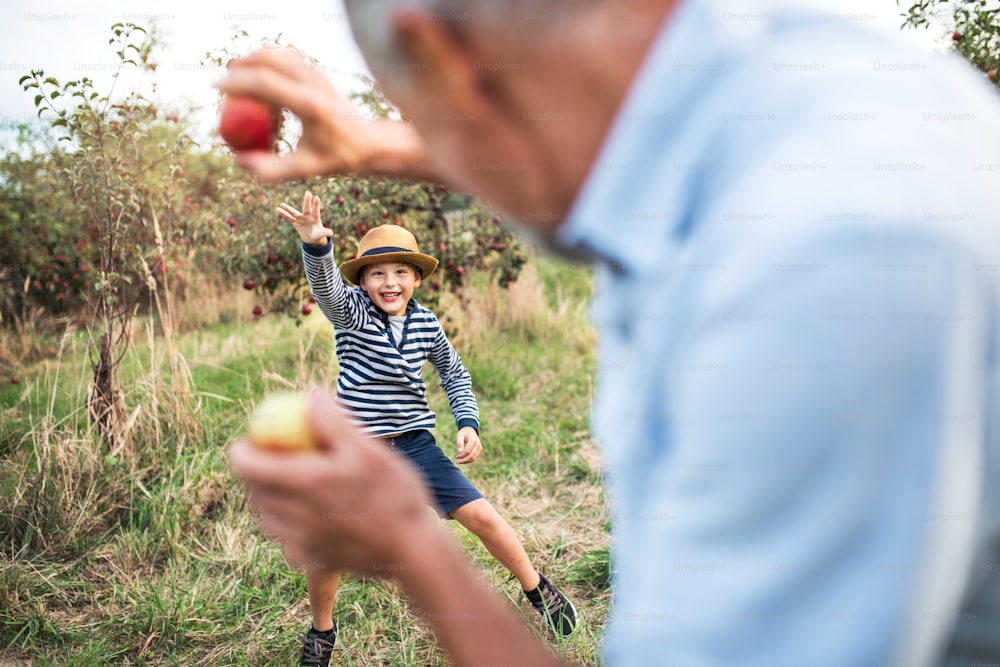 Ein älterer Mann mit kleinem Enkel, der im Herbst Spaß beim Pflücken von Äpfeln im Obstgarten hat.