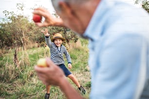 Un hombre mayor con un nieto pequeño que se divierte recogiendo manzanas en el huerto en otoño.