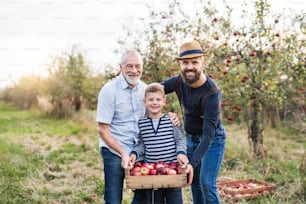 Small boy with father and grandfather standing in orchard in autumn, holding a box of apples.