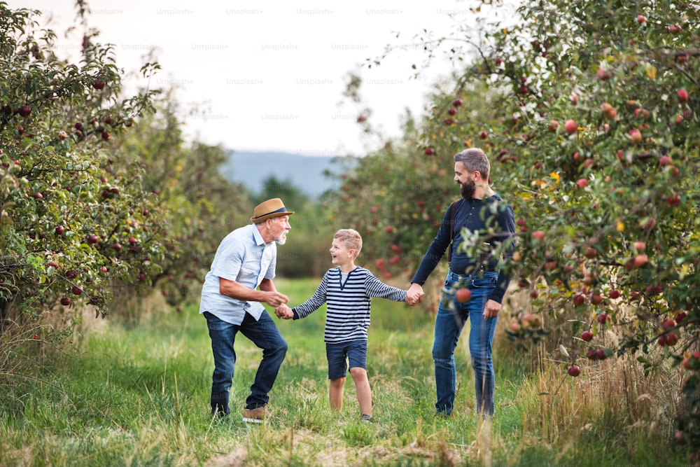 Ein kleiner Junge mit Vater und älterem Großvater, der im Herbst Händchen haltend in einer Apfelplantage spazieren geht.