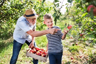 Ein älterer Mann mit kleinem Enkel pflückt im Herbst Äpfel im Obstgarten.
