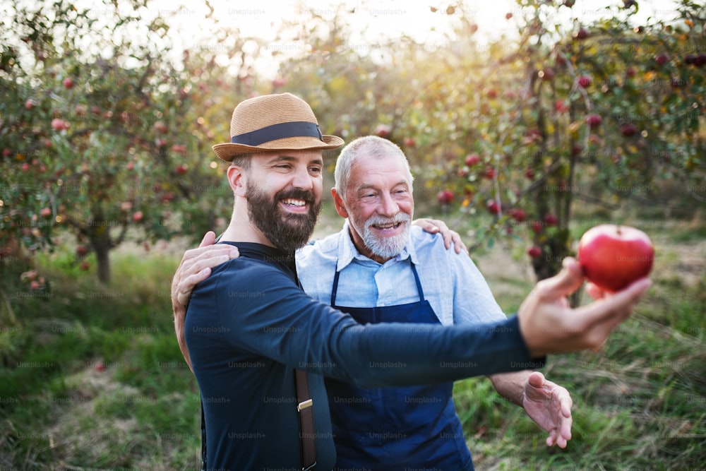 Ein älterer Mann und ein erwachsener Sohn stehen im Herbst im Obstgarten, halten einen Apfel in der Hand und prüfen die Qualität.
