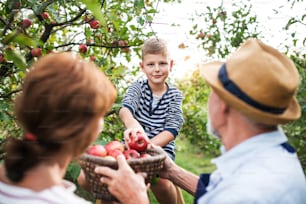 An unrecognizable senior couple with small grandson picking apples in orchard.