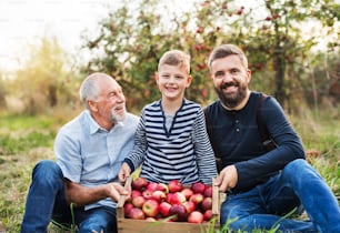 Ein kleiner Junge mit Vater und älterem Großvater mit einer Kiste Äpfel, die im Herbst im Obstgarten auf dem Boden sitzt.