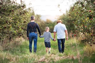 Eine Rückansicht eines kleinen Jungen mit Vater und älterem Großvater, der im Herbst Händchen haltend in einer Apfelplantage spazieren geht.