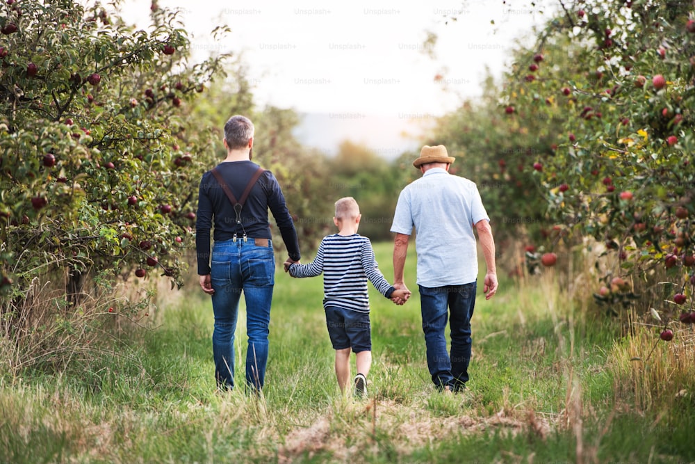 A rear view of small boy with father and senior grandfather walking in apple orchard in autumn, holding hands.