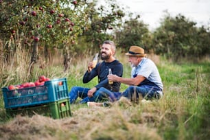 A senior man with adult son drinking cider in apple orchard in autumn at sunset.