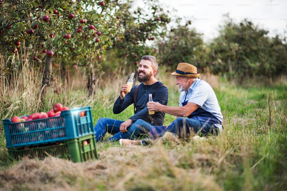 A senior man with adult son drinking cider in apple orchard in autumn at sunset.