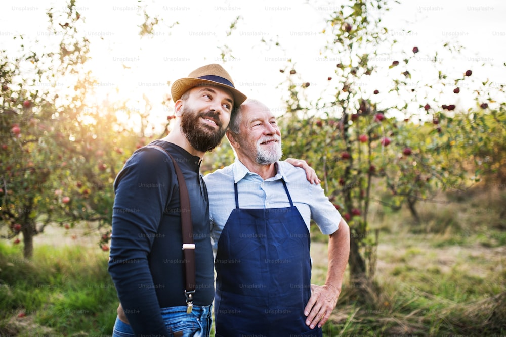 Ein glücklicher älterer Mann und ein erwachsener Sohn, die im Herbst Arm in Arm in einer Apfelplantage stehen.
