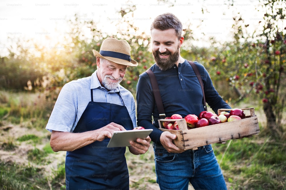 A senior man with tablet and adult son with box full of apples standing in orchard in autumn at sunset, checking quality.
