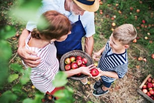 A top view of senior couple with small grandson picking apples in orchard.