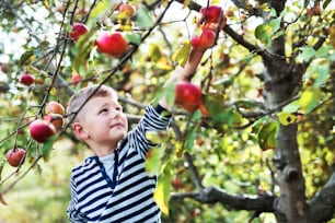 A small boy in striped T-shirt picking apples in orchard.