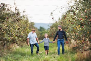 A small boy with father and senior grandfather walking in apple orchard in autumn, holding hands.
