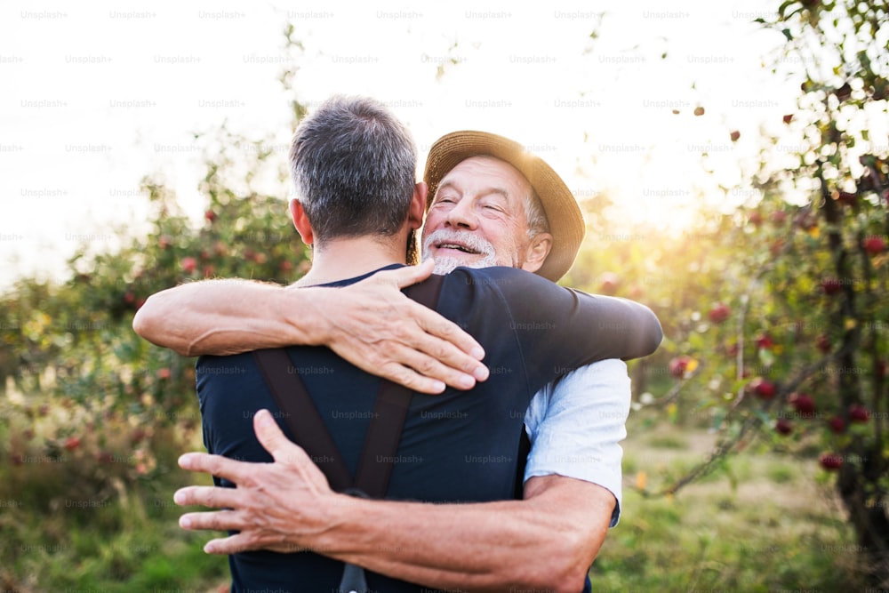 A happy senior man and adult son standing in apple orchard in autumn, hugging.