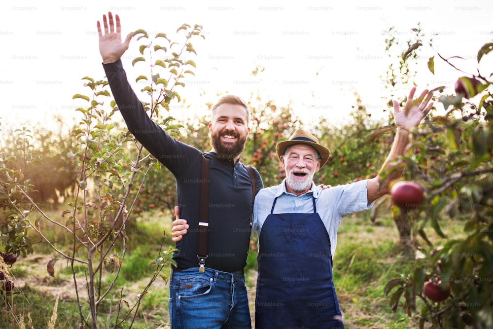 A happy senior man and adult son standing arm in arm in apple orchard in autumn.
