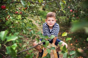 A small boy picking apples in orchard, sitting on the top of a wooden ladder.