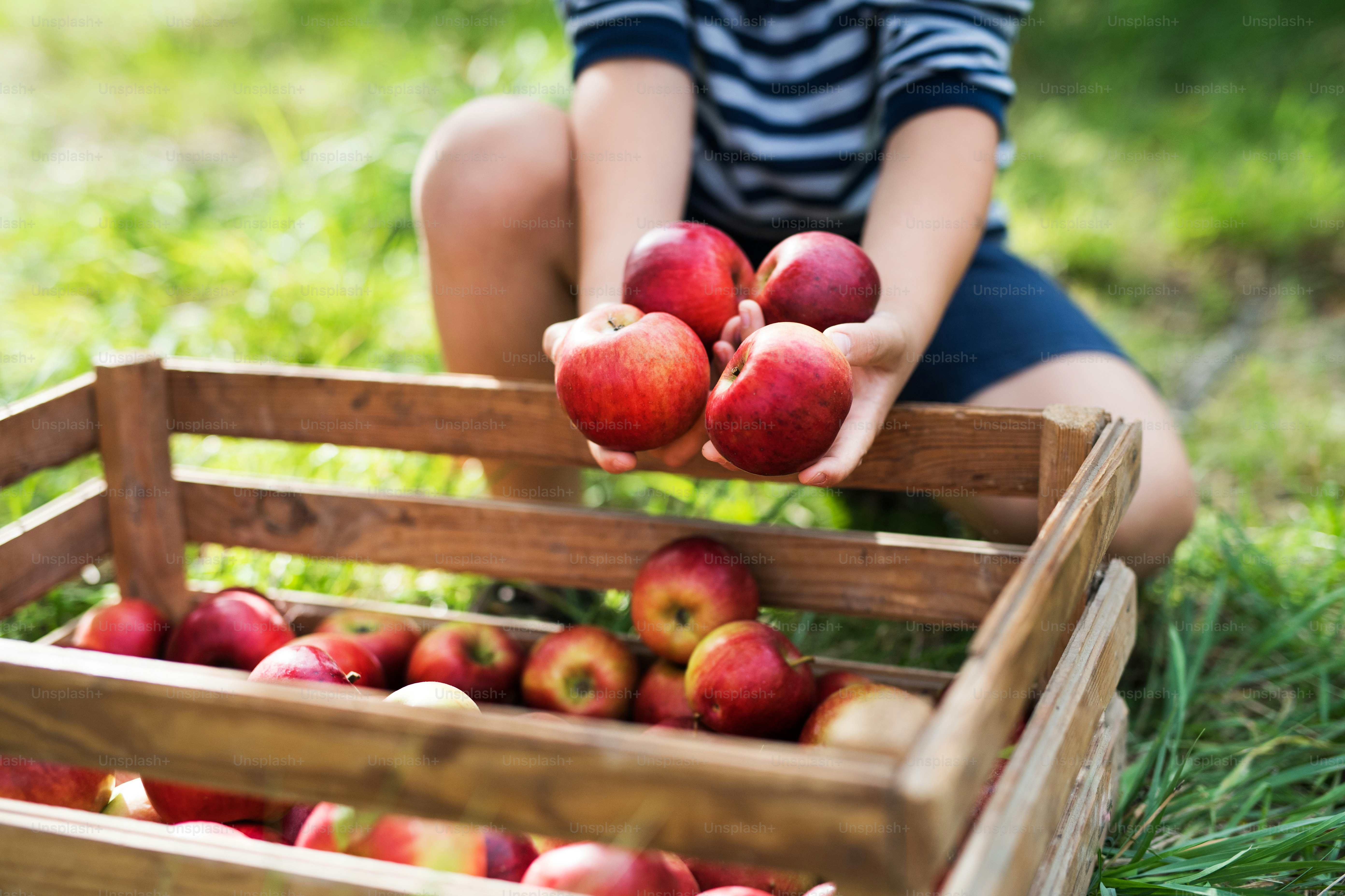 Ein nicht wiederzuerkennender kleiner Junge, der Äpfel in eine Holzkiste im Obstgarten legt.